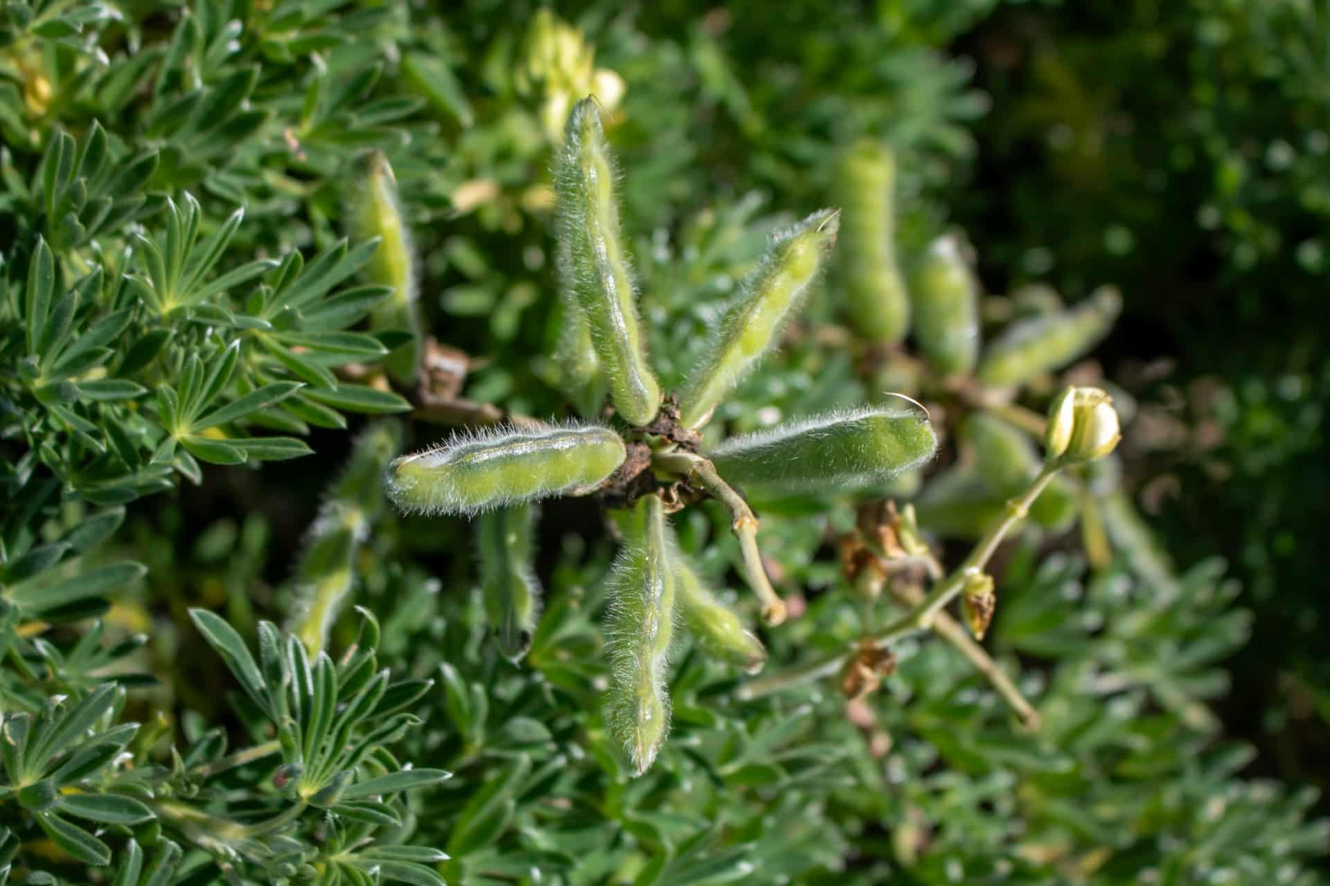 native-landscaping